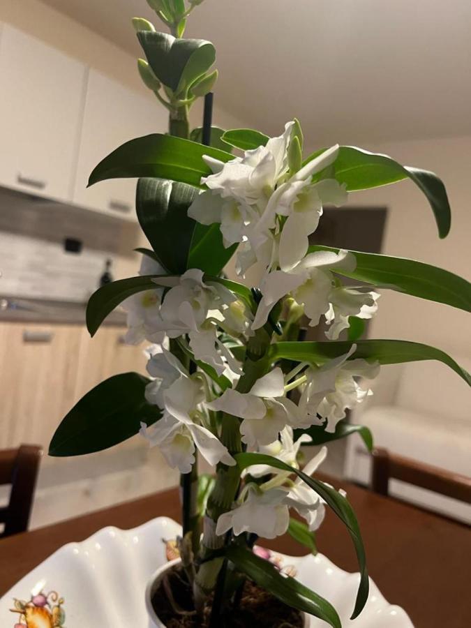 Loaz Relais Agriturismo Διαμέρισμα Loazzolo Εξωτερικό φωτογραφία